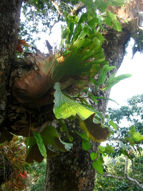 Entandrophragma utile